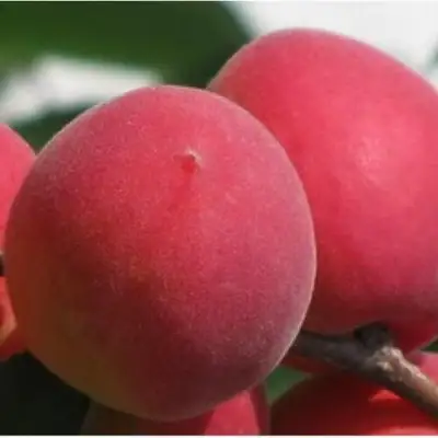 Абрикос РУБИН в Светлогорске