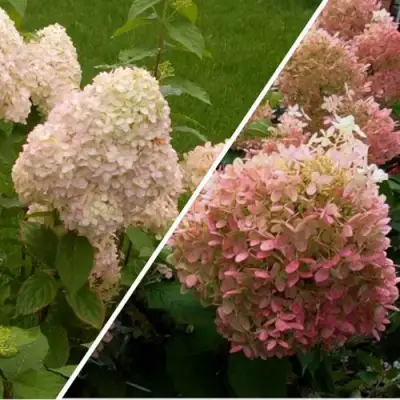 Комплект НЕЖНЫЕ ЧУВСТВА в Светлогорске