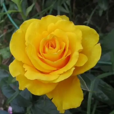 Роза КЕРИО чайно-гибридная в Светлогорске