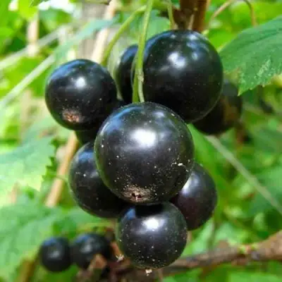 Смородина чёрная ЛЕНТЯЙ в Светлогорске