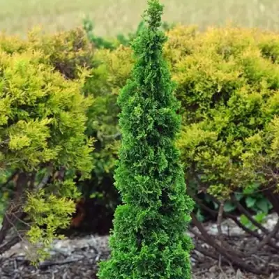 Туя СПИРАЛИС МИНИ западная в Светлогорске