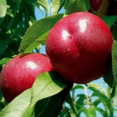 Нектарин МЕДВЕДЕВСКИЙ в Светлогорске