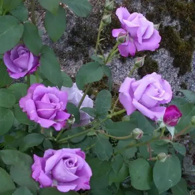 Роза СИЛЬВЕР СТАР чайно-гибридная в Светлогорске