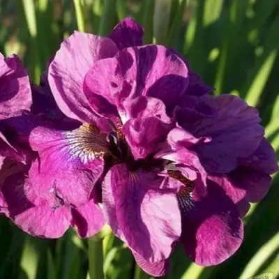 Ирис БАНДЛ ОВ ДЖОЙ сибирский в Светлогорске