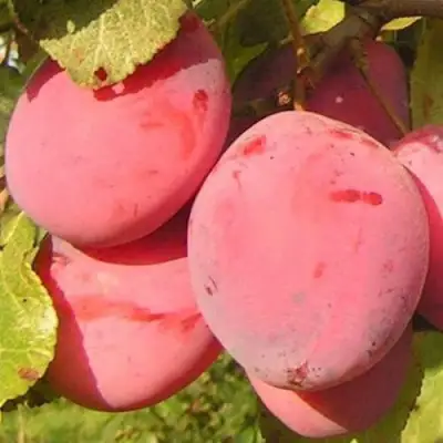 Слива ФАВОРИТЕ ДЕ СУЛТАНО в Светлогорске