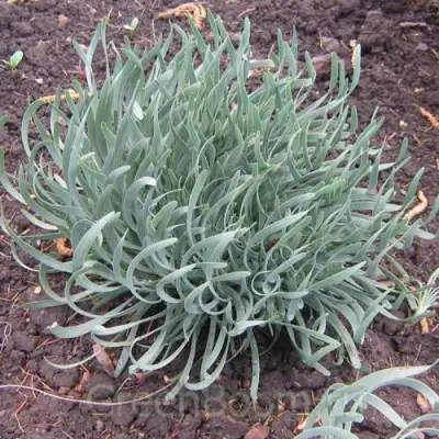 Лук СПИРАЛИС горный в Светлогорске