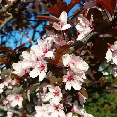 Слива ВУДИ растопыренная в Светлогорске