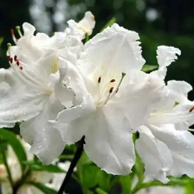 Азалия ОКСИДОЛ листопадная в Светлогорске