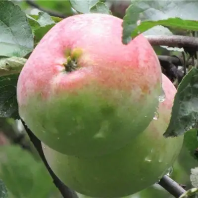 Яблоня МОСКОВСКОЕ ЗИМНЕЕ в Светлогорске