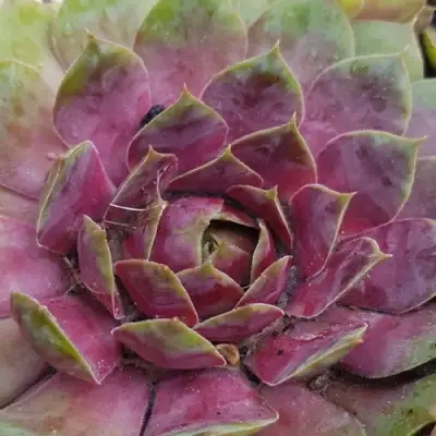 Молодило УФО в Светлогорске