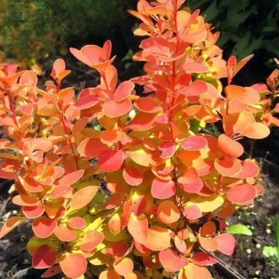 Барбарис ОРАНЖ ФАЙЕР тунберга в Светлогорске