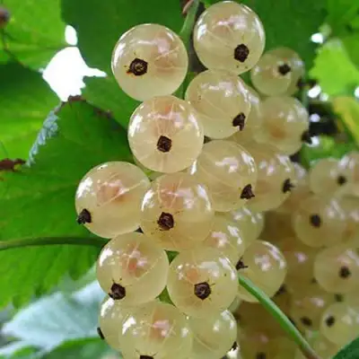 Смородина белая ЮТЕРБОРГСКАЯ в Светлогорске