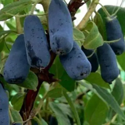 Жимолость съедобная ВОЛХОВА в Светлогорске