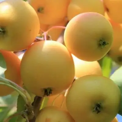 Яблоня УРАЛЬСКОЕ НАЛИВНОЕ в Светлогорске