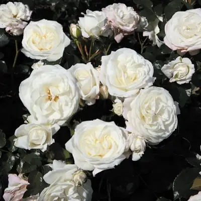 Роза АЛАБАСТЕР флорибунда в Светлогорске