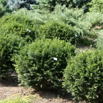 Тис НАНА остроконечный  в Светлогорске