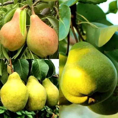 Комплект НАСТОЯЩИЙ ВОСТОРГ в Светлогорске