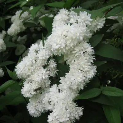 Дейция КАНДИДИССИМА шершавая в Светлогорске