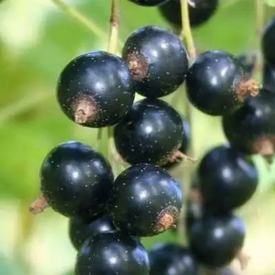 Смородина черная СТРЕЛЕЦ в Светлогорске