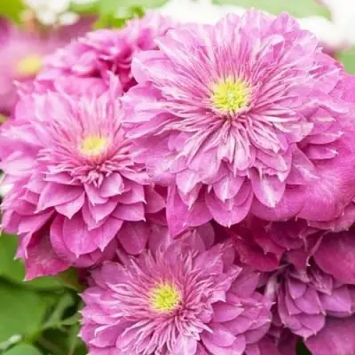 Клематис КАЙЗЕР в Светлогорске