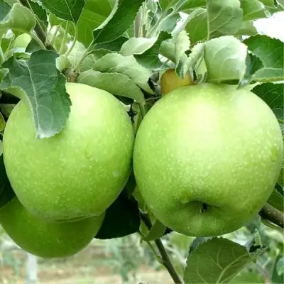 Яблоня РЕНЕТ СИМИРЕНКО в Светлогорске