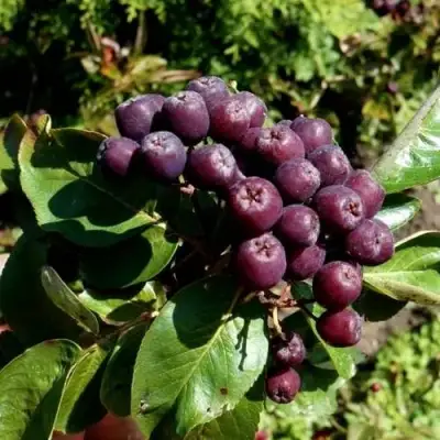 Рябина ЛИКЁРНАЯ сладкоплодная в Светлогорске