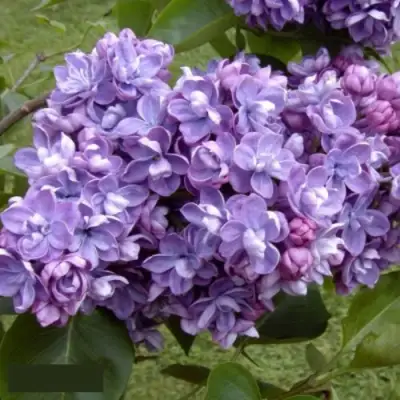 Сирень АМИ ШОТТ в Светлогорске