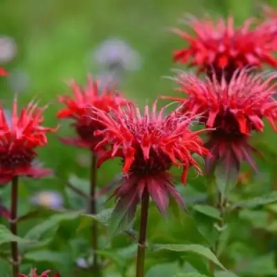 Монарда ПАНОРАМА РЕД в Светлогорске