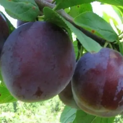 Слива СТАРТОВАЯ в Светлогорске