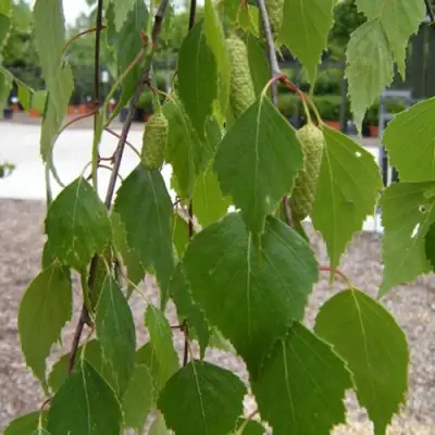 Береза ФАСЦИНЕЙШЕН белая  в Светлогорске