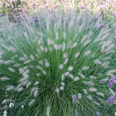 Пеннисетум ХАМЕЛН в Светлогорске