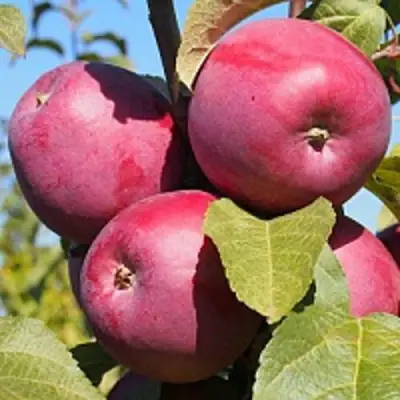 Яблоня ЗОРКА в Светлогорске