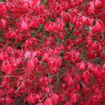 Бересклет КОМПАКТУС  в Светлогорске