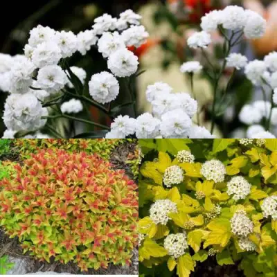 Комплект СОЛНЕЧНЫЙ МИКС в Светлогорске