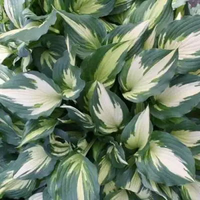 Хоста КРИСМАС КЭНДИ гибридная в Светлогорске