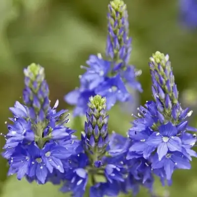 Вероника австрийская в Светлогорске