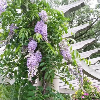 Глициния макростахия БЛЮ МУН в Светлогорске