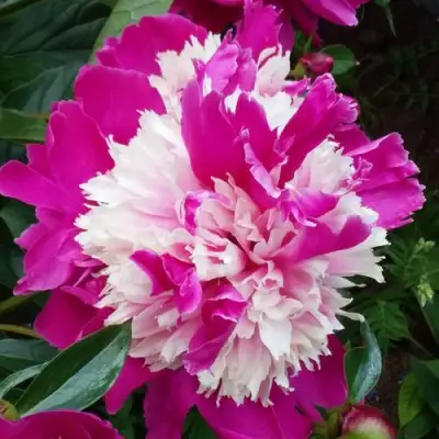 Пион КАПЛЯ РОСЫ травянистый в Светлогорске