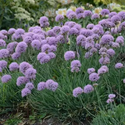 Лук ЛИЗА БЛЮ стареющий в Светлогорске