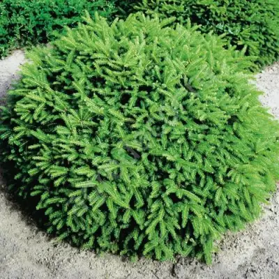 Ель НИДИФОРМИС обыкновенная в Светлогорске