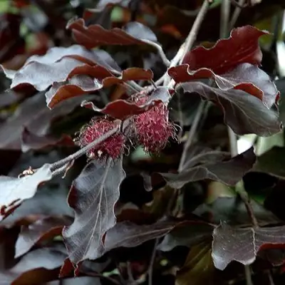 Бук лесной АТРОПУНИЦЕА в Светлогорске