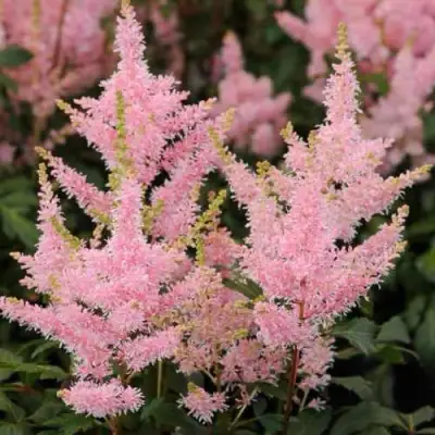 Астильба ЮНИК САЛМОН гибридная в Светлогорске