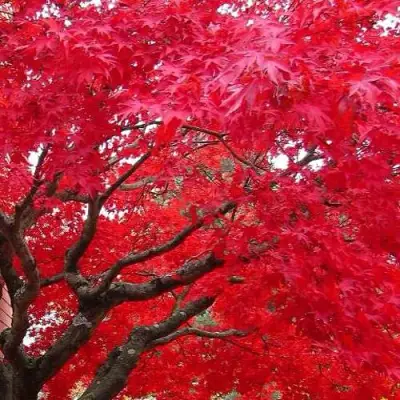 Клен гиннала  в Светлогорске