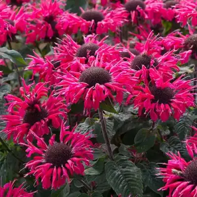 Монарда БИ МЭРИ гибридная в Светлогорске