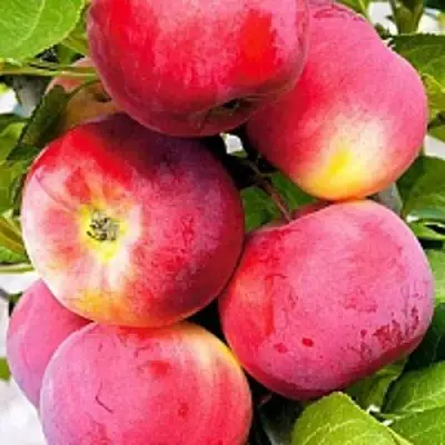 Яблоня СЕРЕБРЯНОЕ КОПЫТЦЕ в Светлогорске