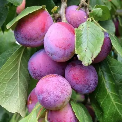 Слива БЛЮ СВИТ колонновидная в Светлогорске