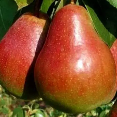 Груша ГЕРА в Светлогорске