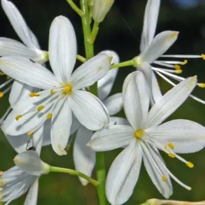 Венечник ветвистый в Светлогорске