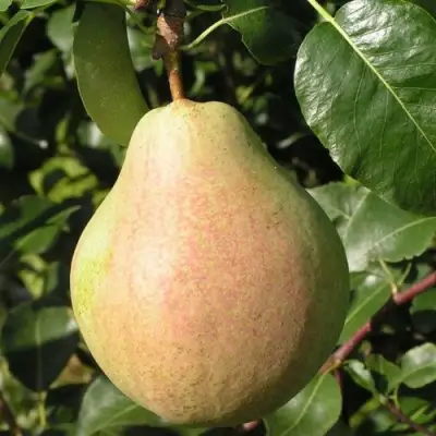 Груша ЛИРА в Светлогорске