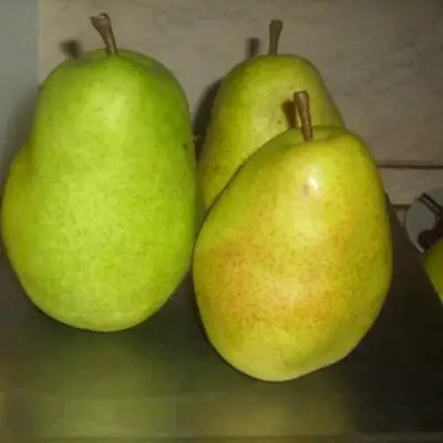 Груша БЕРЕ ЛЮКА в Светлогорске